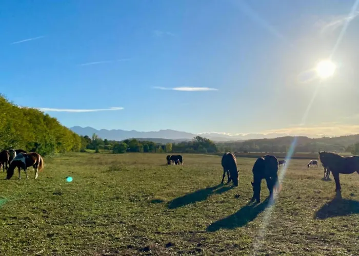 Mobil-home Confortable Avec Terrasse Au Calme - Api-1-52-915